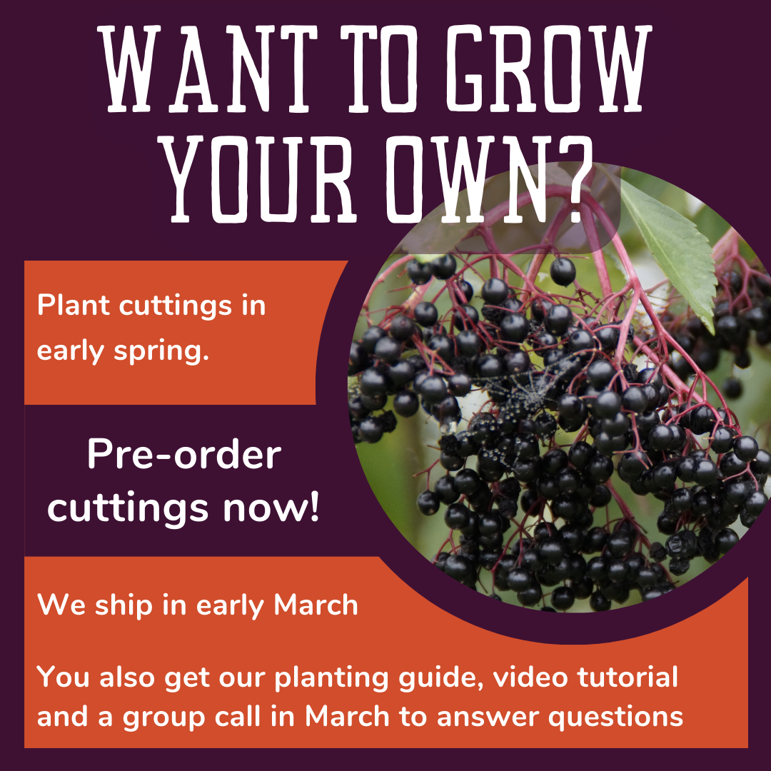Elderberry Cuttings Preorder